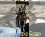Small Photo #25 Great Dane Puppy For Sale in SAND SPRINGS, OK, USA