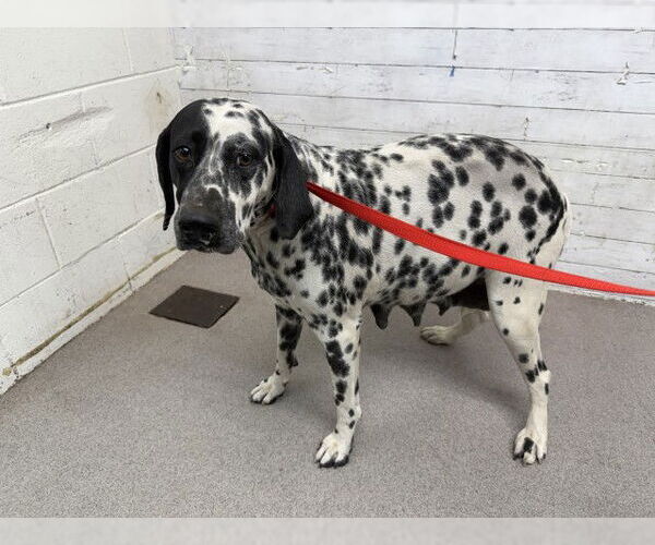 Medium Photo #1 Dalmatian Puppy For Sale in San Bernardino, CA, USA