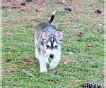 Small #9 Huskies  Mix