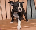 Small #2 Boston Terrier