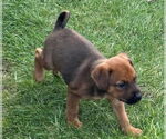 Small Labrador Retriever Mix