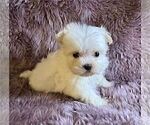Small #14 Maltese