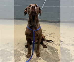Labrador Retriever Dogs for adoption in Tallahassee, FL, USA
