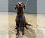 DUKE - Male Labrador Retriever Dog for Adoption - Small photo