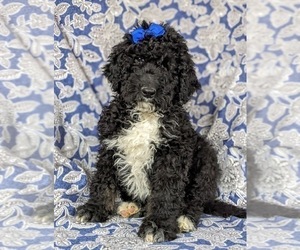 Bernedoodle-Poodle (Standard) Mix Puppy for sale in CHRISTIANA, PA, USA