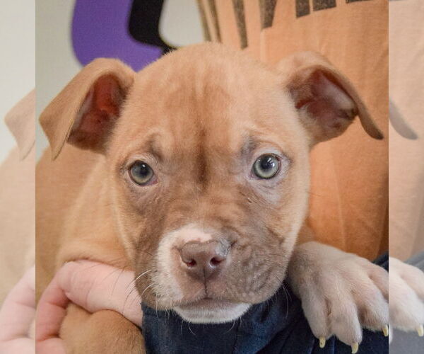 Medium Photo #2 American Staffordshire Terrier-Boxer Mix Puppy For Sale in Huntley, IL, USA