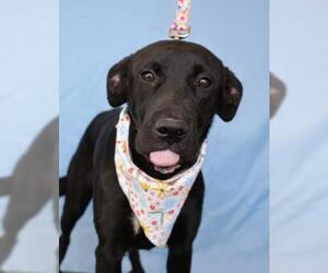 Labrador Retriever-Unknown Mix Dogs for adoption in Bakersfield, CA, USA