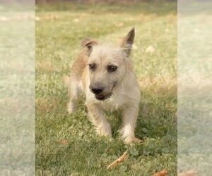 Mutt Dogs for adoption in Dublin, OH, USA