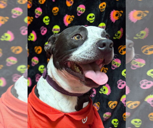 Medium Photo #2 Mutt Puppy For Sale in Oakhurst, NJ, USA