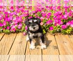 Small #8 Schnauzer (Miniature)