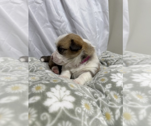 Medium Photo #9 Pembroke Welsh Corgi Puppy For Sale in GRAND RAPIDS, MI, USA
