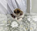 Small #8 Pembroke Welsh Corgi
