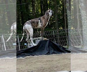 Great Dane Dogs for adoption in Bullard, TX, USA