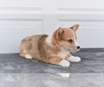 Small #1 Pembroke Welsh Corgi