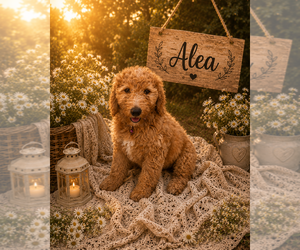 Double Doodle Puppy for sale in LEXINGTON, NC, USA
