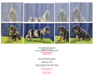 Bloodhound-Catahoula Leopard Dog Mix Puppy for sale in CUMBY, TX, USA