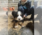 Small Photo #22 Bernese Mountain Dog Puppy For Sale in PAXTON, IL, USA