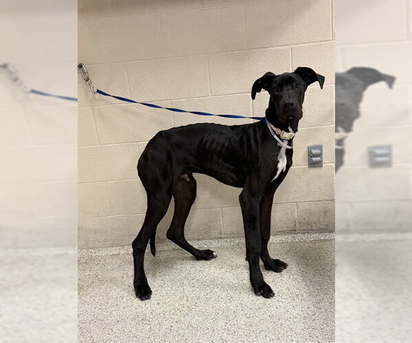 Medium Photo #1 Great Dane-Unknown Mix Puppy For Sale in Conroe, TX, USA