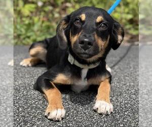 Beagle-German Shepherd Dog Mix Dogs for adoption in Canfield, OH, USA