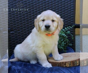 Golden Retriever Puppy for sale in NARVON, PA, USA