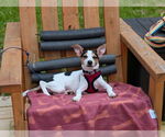 Small #3 Jack Russell Terrier