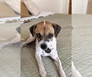 Chihuahua-Unknown Mix Dogs for adoption in Santa Barbara, CA, USA