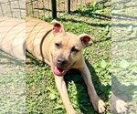 Small #4 American Pit Bull Terrier-American Staffordshire Terrier Mix