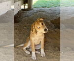 Small #5 Australian Shepherd-Spaniel Mix
