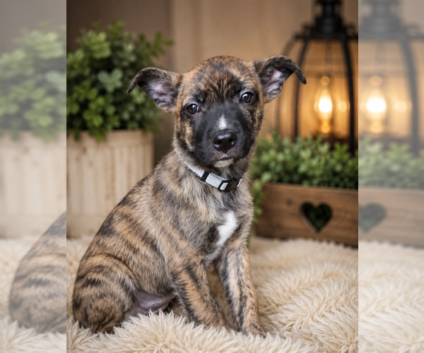 Medium Photo #2 German Shepherd Dog-Unknown Mix Puppy For Sale in Mooresville, NC, USA