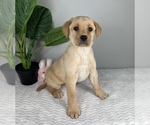 Small Photo #6 Labrador Retriever Puppy For Sale in FRANKLIN, IN, USA