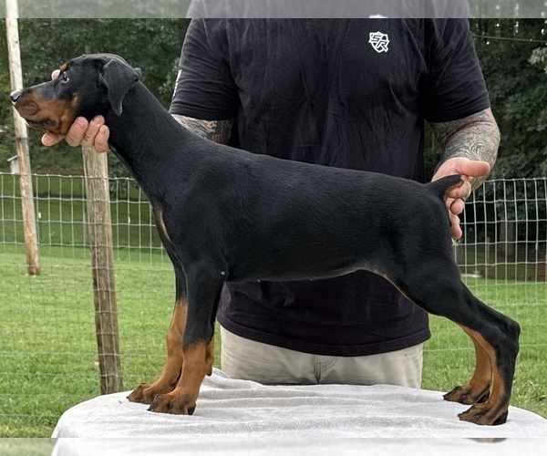 Medium Photo #7 Doberman Pinscher Puppy For Sale in NEWTON, NC, USA