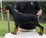 Small #6 Doberman Pinscher