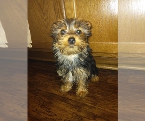 Yorkshire Terrier Puppy for sale in MATTHEWS, NC, USA