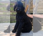 Small Photo #1 Goldendoodle Puppy For Sale in GARLAND, TX, USA