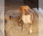 Frank - Male Lab-Pointer Dog for Adoption - Small photo