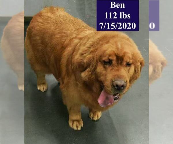 Medium Photo #2 Golden Retriever Puppy For Sale in West Hollywood, CA, USA