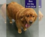 Small #1 Golden Retriever