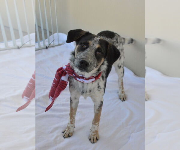 Medium Photo #1 Mutt Puppy For Sale in McKinney, TX, USA