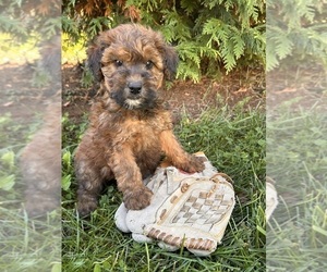 Poodle (Miniature)-Whoodle Mix Puppy for sale in MIDDLEBURY, IN, USA