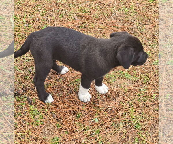 Medium Photo #3 Labrador Retriever-Unknown Mix Puppy For Sale in Alexander, AR, USA