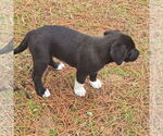 Small #2 Labrador Retriever Mix