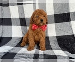Small #3 Cavapoo (Miniature)