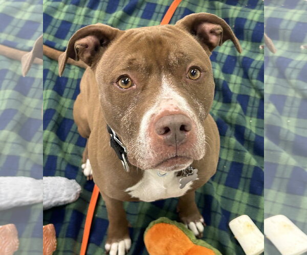 Medium Photo #27 American Pit Bull Terrier-American Staffordshire Terrier Mix Puppy For Sale in Techny, IL, USA