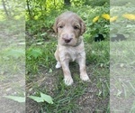 Small Photo #3 Irish Doodle Puppy For Sale in WHITE LAKE, WI, USA