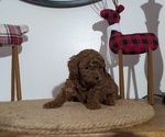 Small Photo #54 Poodle (Miniature) Puppy For Sale in GOSHEN, IN, USA