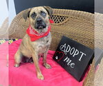 Small #9 Plott Hound Mix
