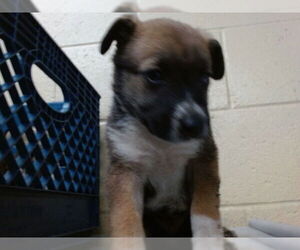 Mutt Dogs for adoption in Downey, CA, USA