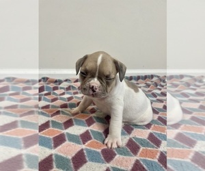 French Bulldog Puppy for sale in CHARLESTON, SC, USA