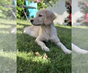 Golden Retriever Puppy for sale in SOUTH HILL, WA, USA
