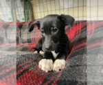 Small Photo #6 Dachshund-Labrador Retriever Mix Puppy For Sale in Anchorage, AK, USA